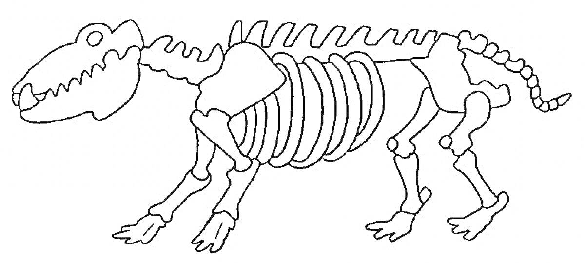 На раскраске изображено: Динозавр, Скелет, Кости, Позвоночник, Рёбра, Лапы, Хвост, Анатомия