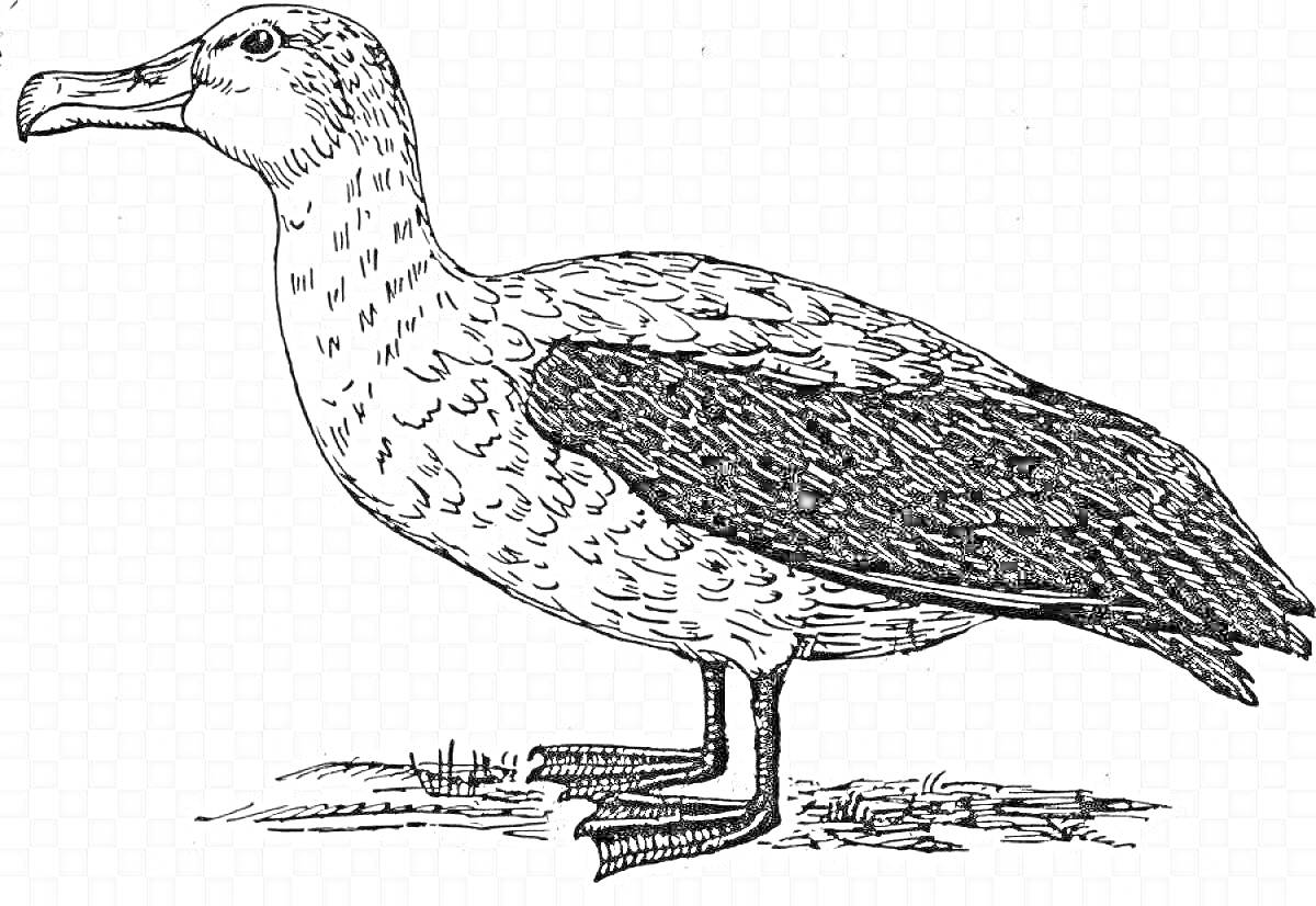 Альбатрос, стоящий на земле с приподнятой головой и смотрящий влево, с подробностями оперения и лап.