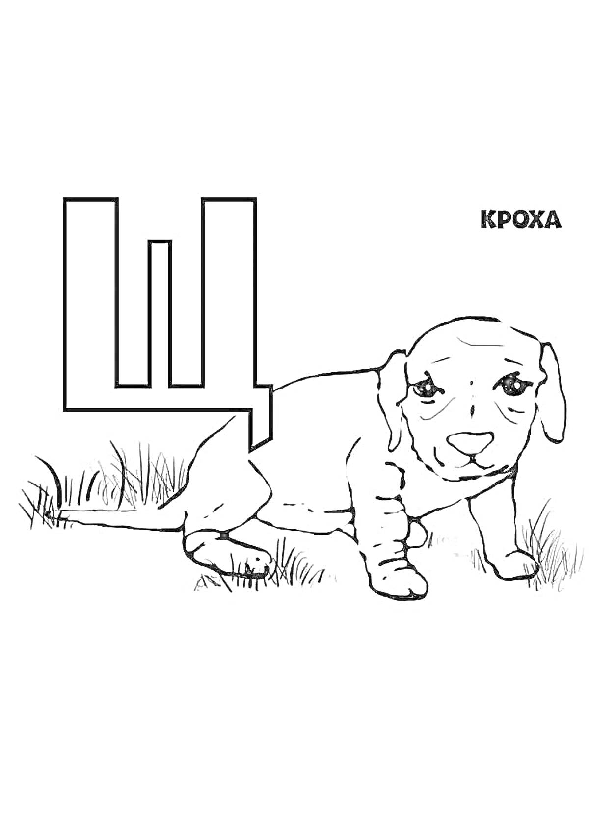 На раскраске изображено: Щ, Собака, Трава, Для детей
