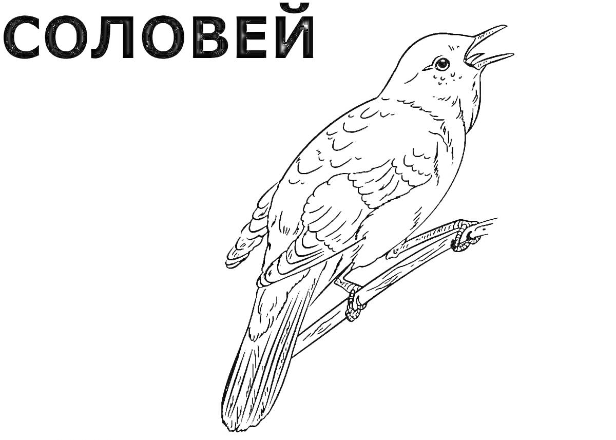На раскраске изображено: Соловей, Птица, Ветка, Для детей, 6-7 лет, Пение, Природа