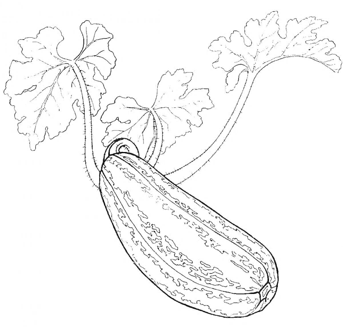 Раскраска Кабачок с листьями на стебле