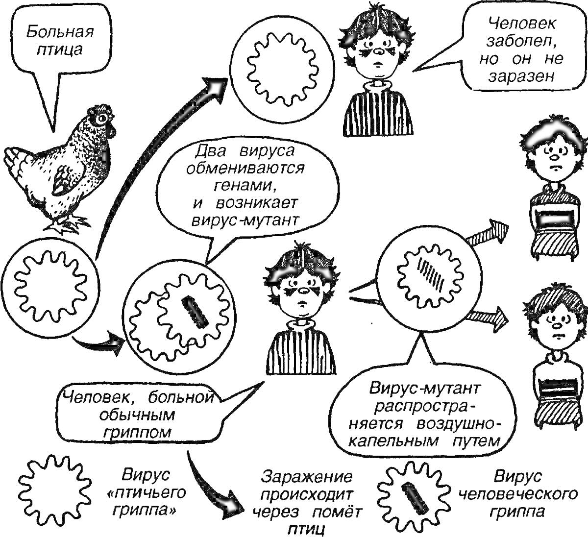 Этапы распространения вируса-мутация (болезненная птица, человек заражённый вирусом-мутантом, заражение вирусом через любителя птиц, вирусы и их обмен, вирус человека и вирус птиц)