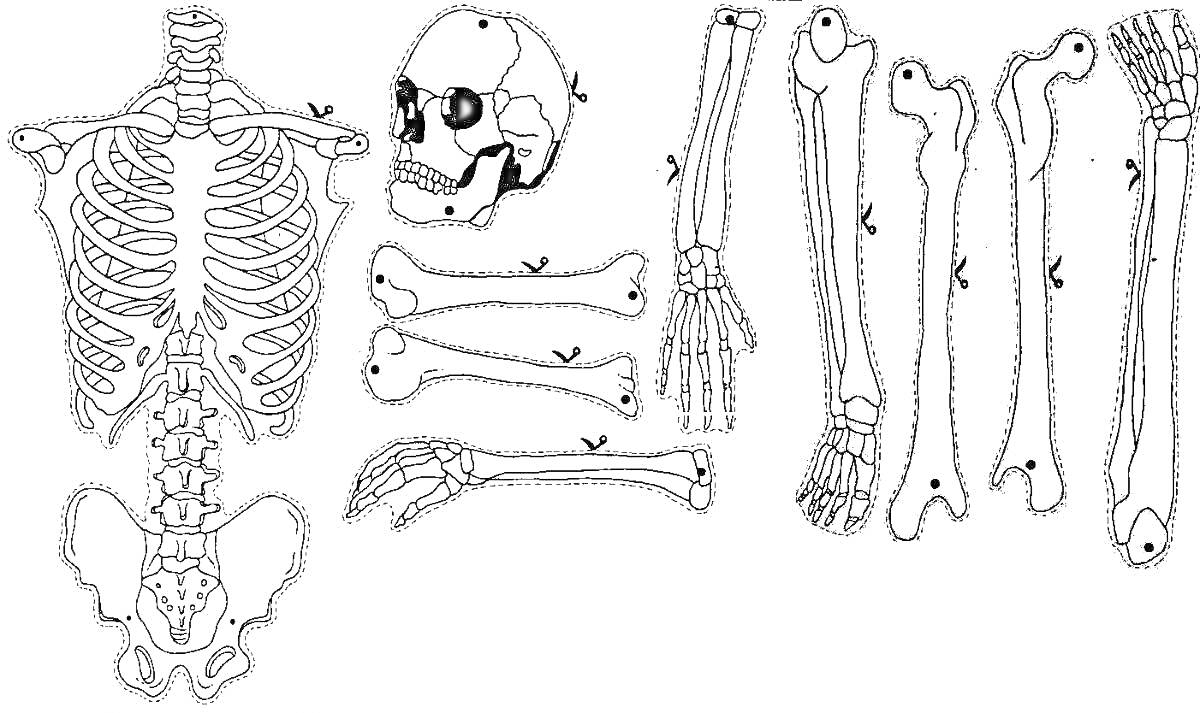 Скелет человека, включая грудную клетку, череп, плечевые кости, тазовые кости, кости предплечья, кисти рук, бедренные кости и кости голени