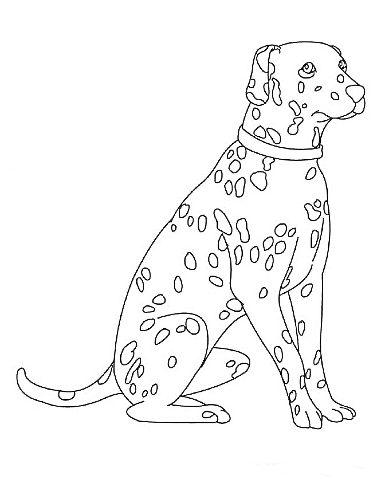 На раскраске изображено: Далматинец, Собака, Животное, Пятна, Сидящий, Питомец
