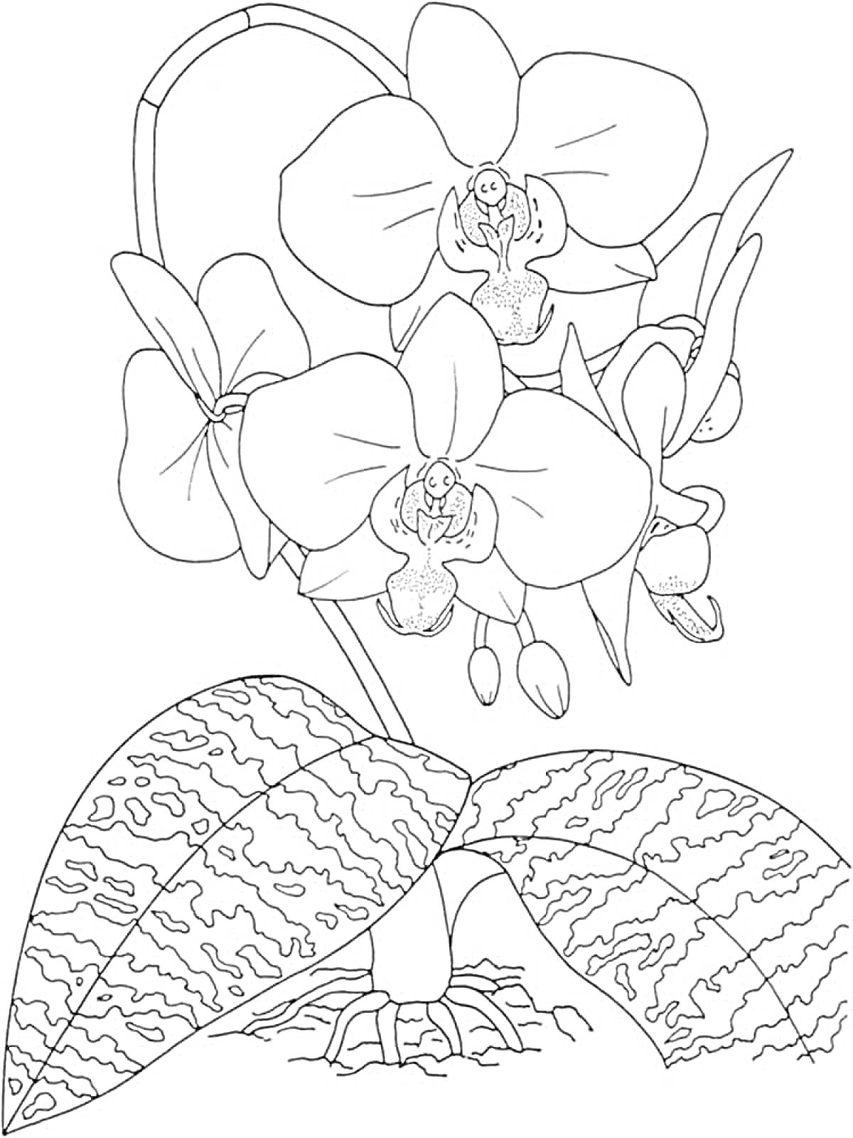На раскраске изображено: Орхидея, Цветы, Листья, Ботаника, Природа, Растения, Комнатные растения