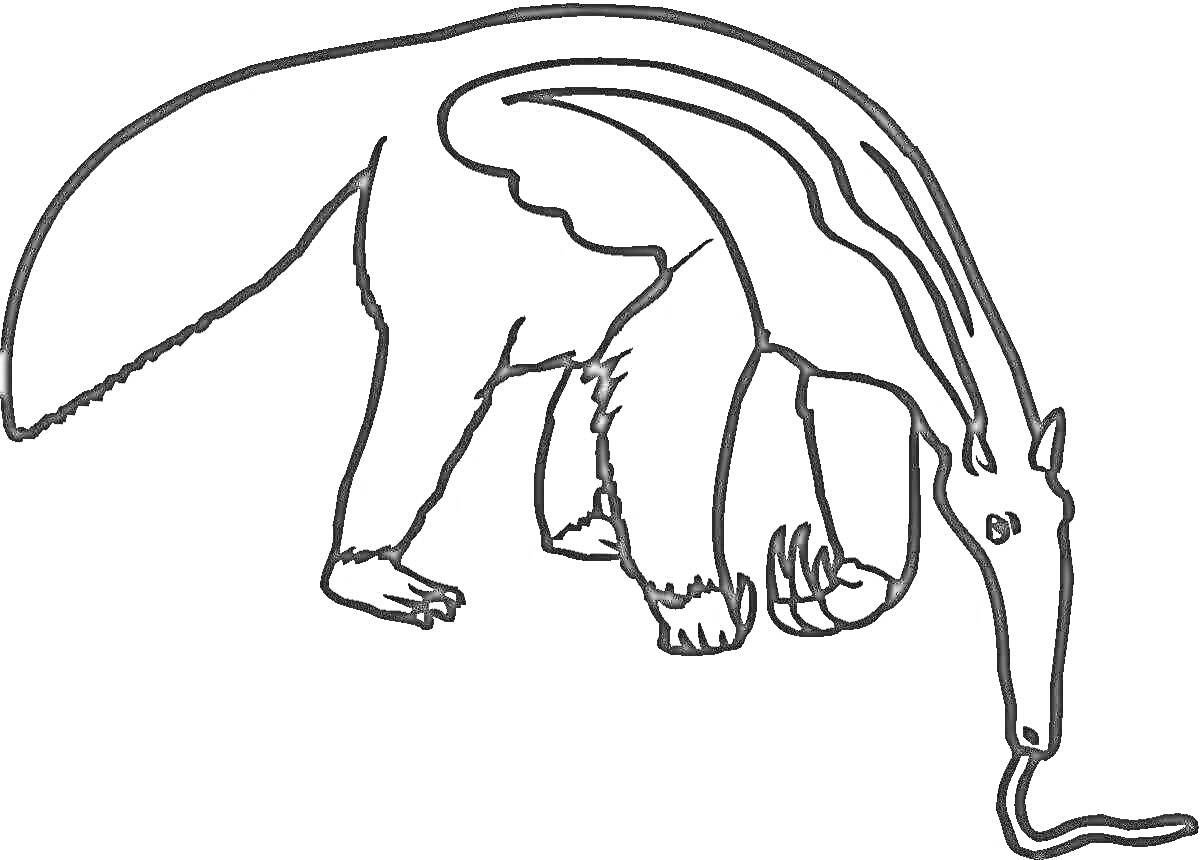 Муравьед, с длинным хвостом, вытянутой мордой и языком, поедающим муравья