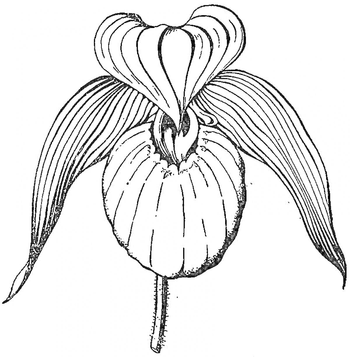 На раскраске изображено: Венерин башмачок, Ботаника, Орхидея