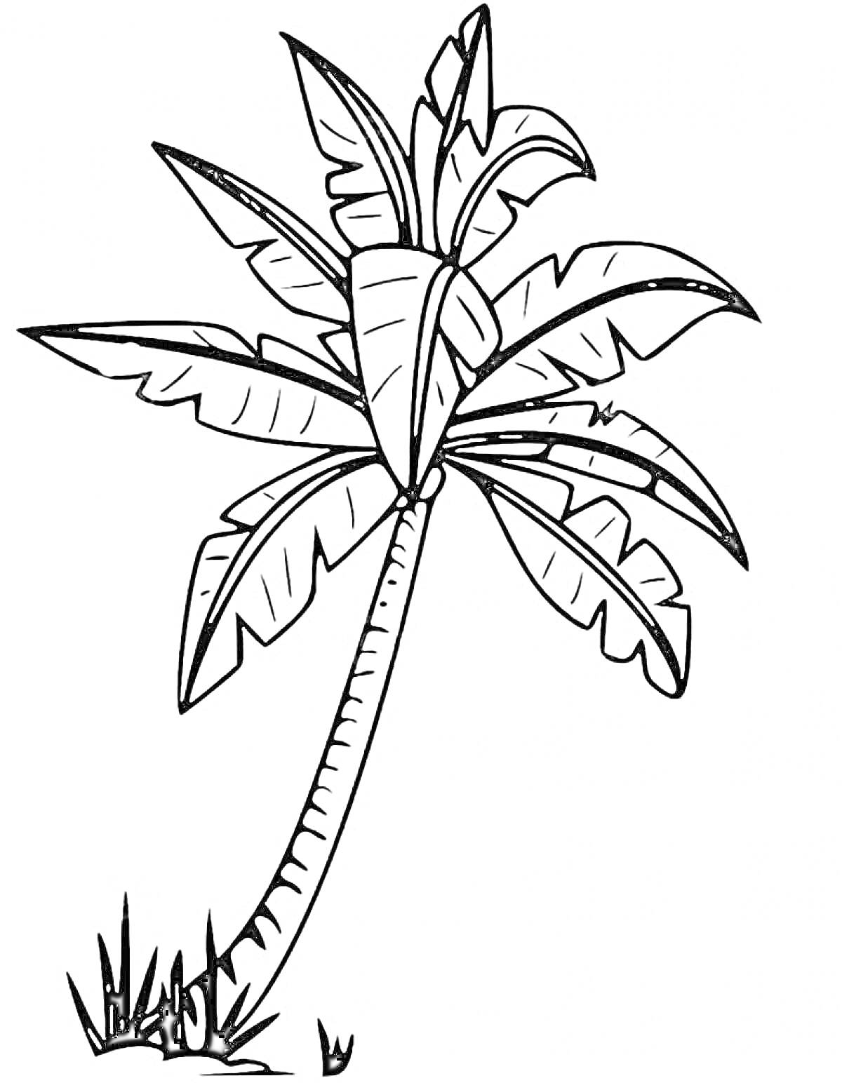 Пальма с длинным изогнутым стволом и большим количеством крупных листьев на фоне травы