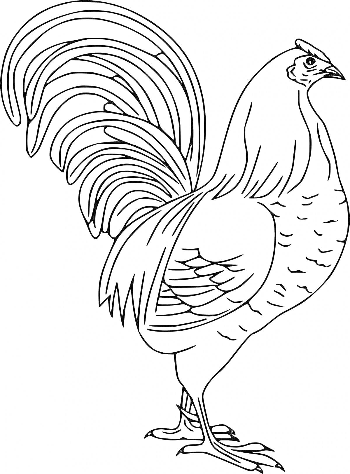 Раскраска Петушок с длинным хвостом и перьями