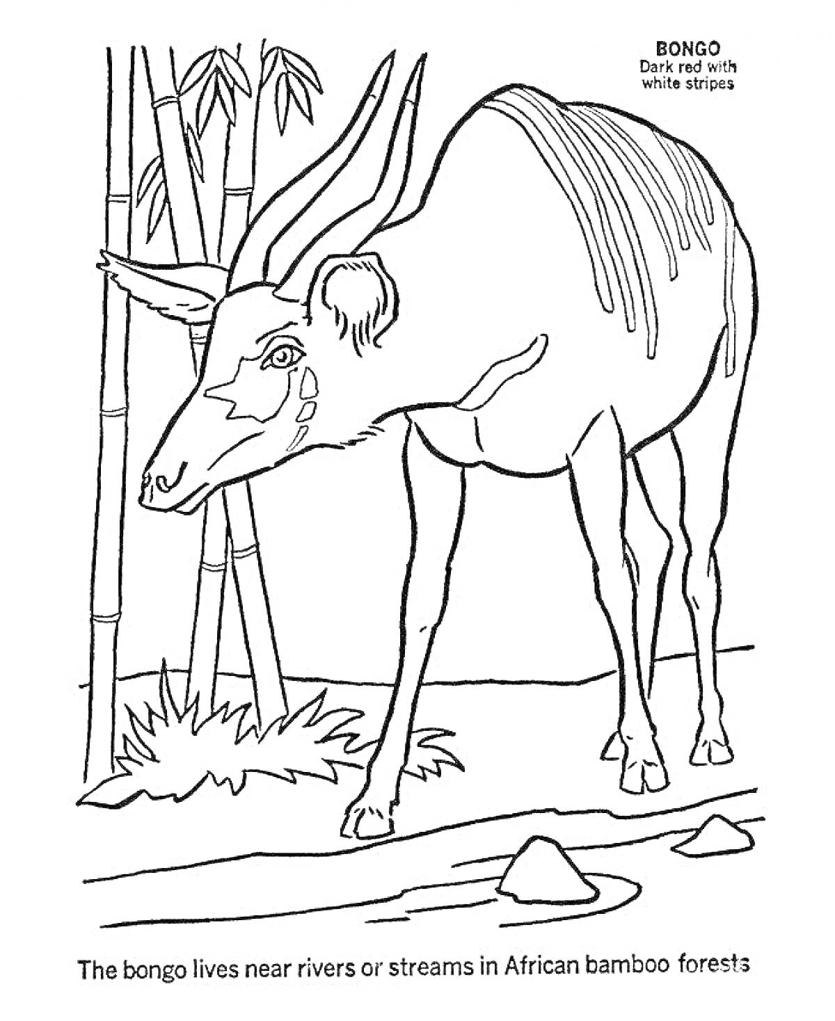 Раскраска Бонго у реки в африканском бамбуковом лесу