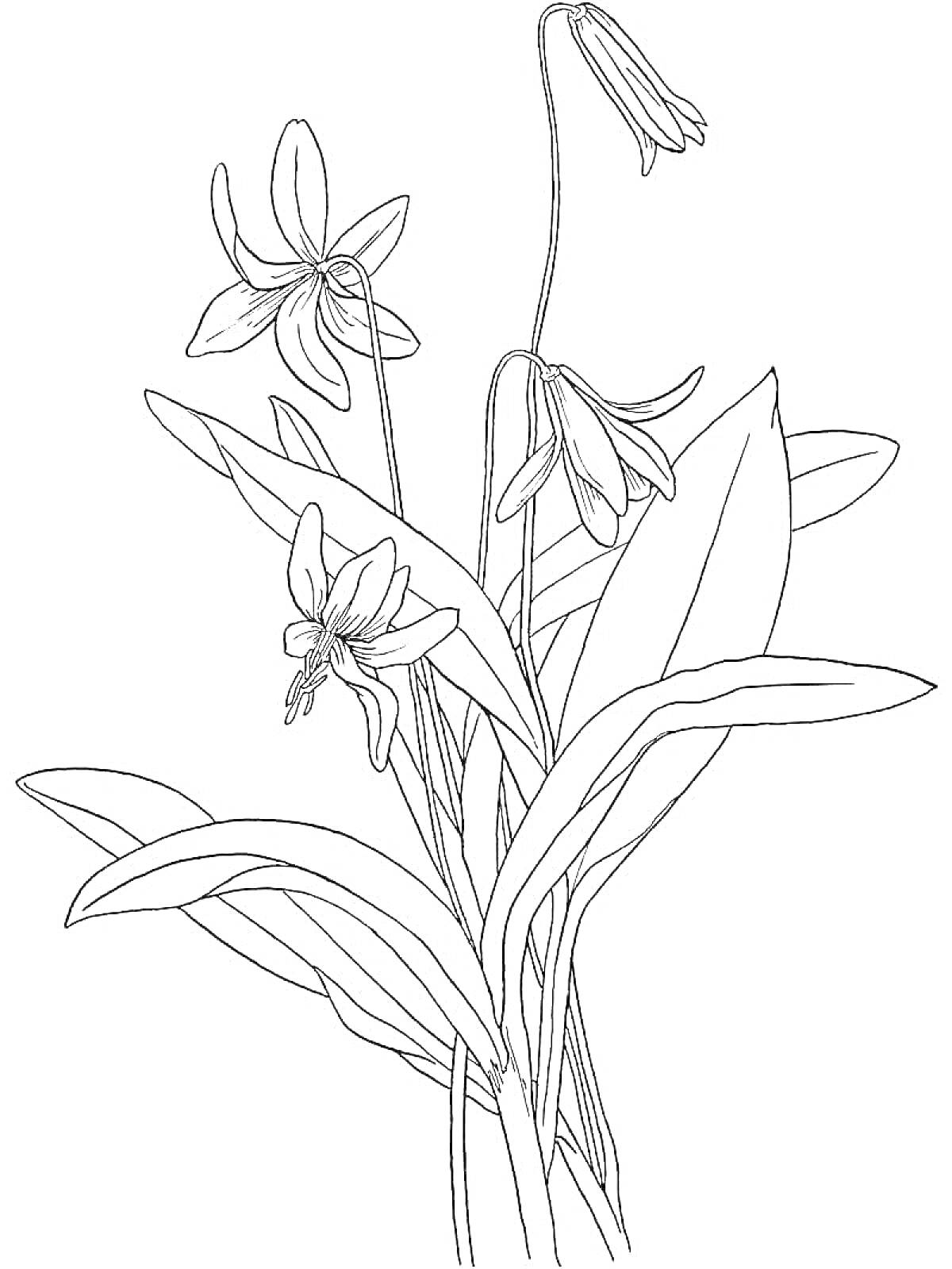 Раскраска Подснежник широколистный, три цветка, четыре бутона, широкие листья