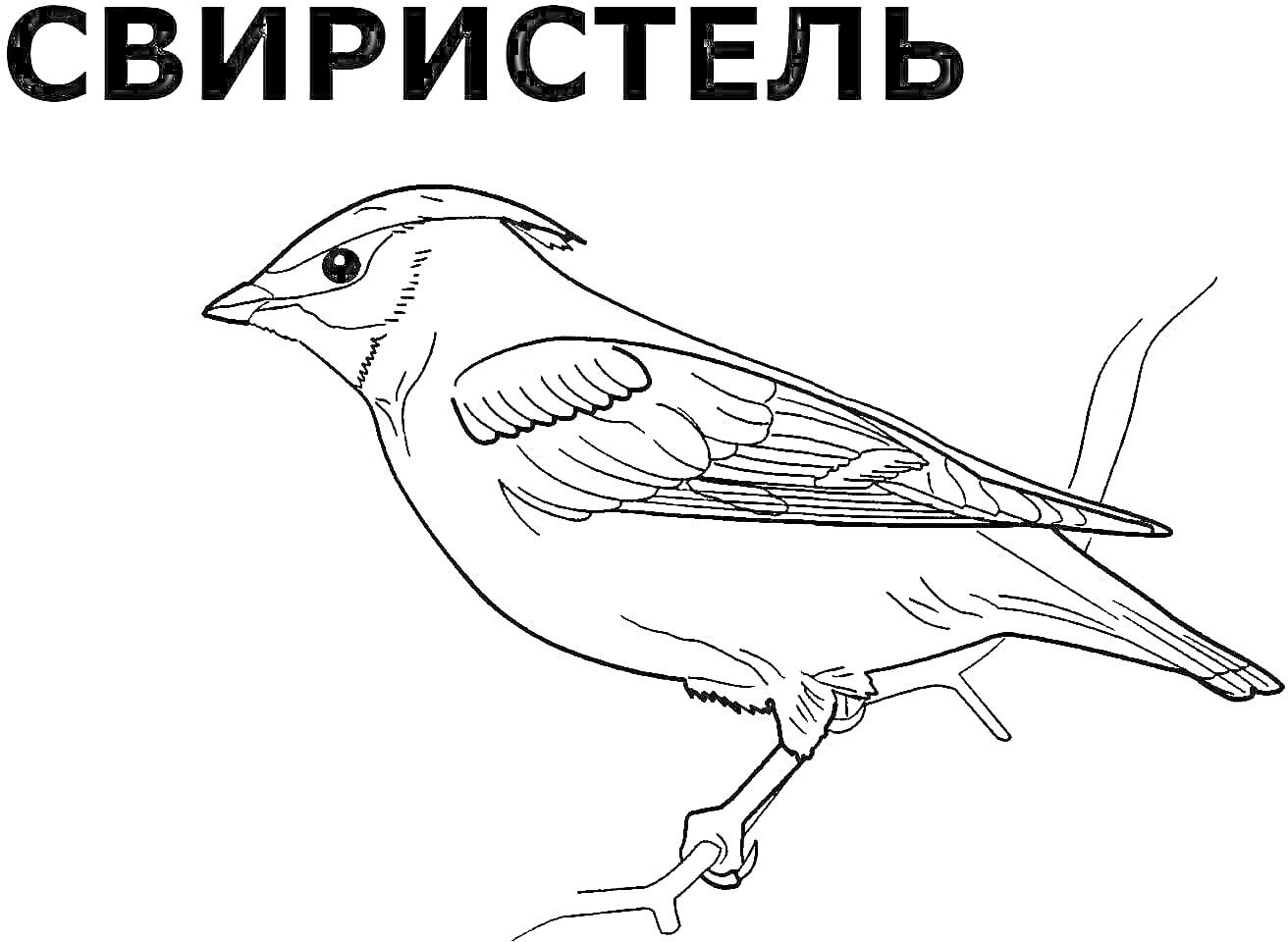 На раскраске изображено: Свиристель, Зимующие птицы, Птица, Ветка, Для детей