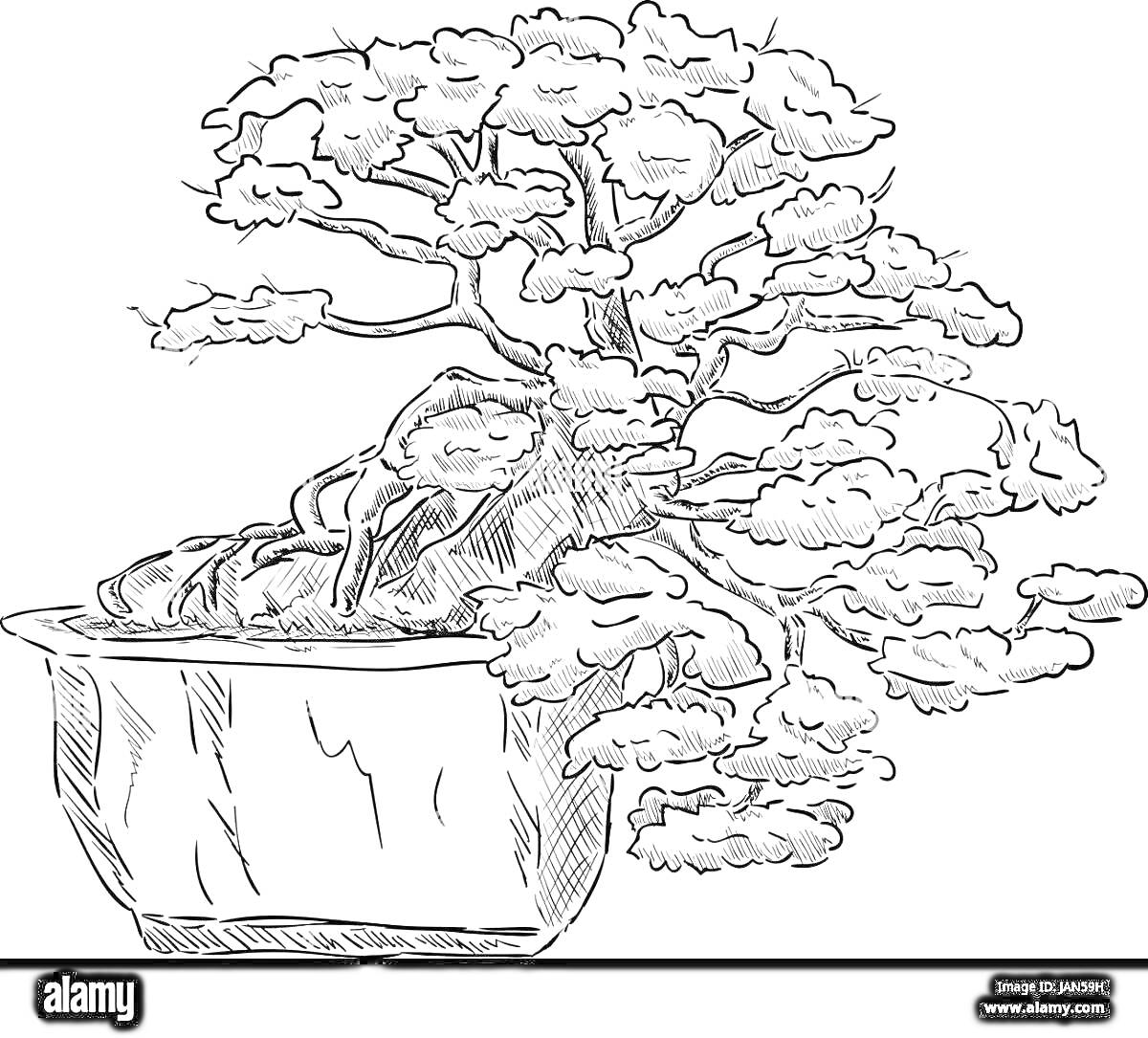Раскраска Бонсай в горшке с изогнутым стволом и густыми ветвями
