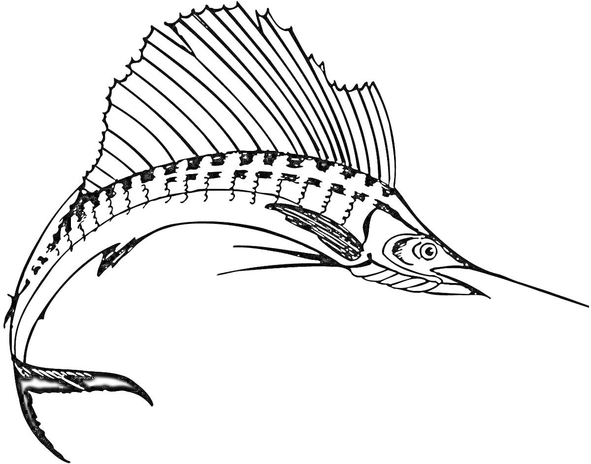 Раскраска Изображение рыбы-меч с удлинённым телом, высоким спинным плавником и длинным копьевидным рылом
