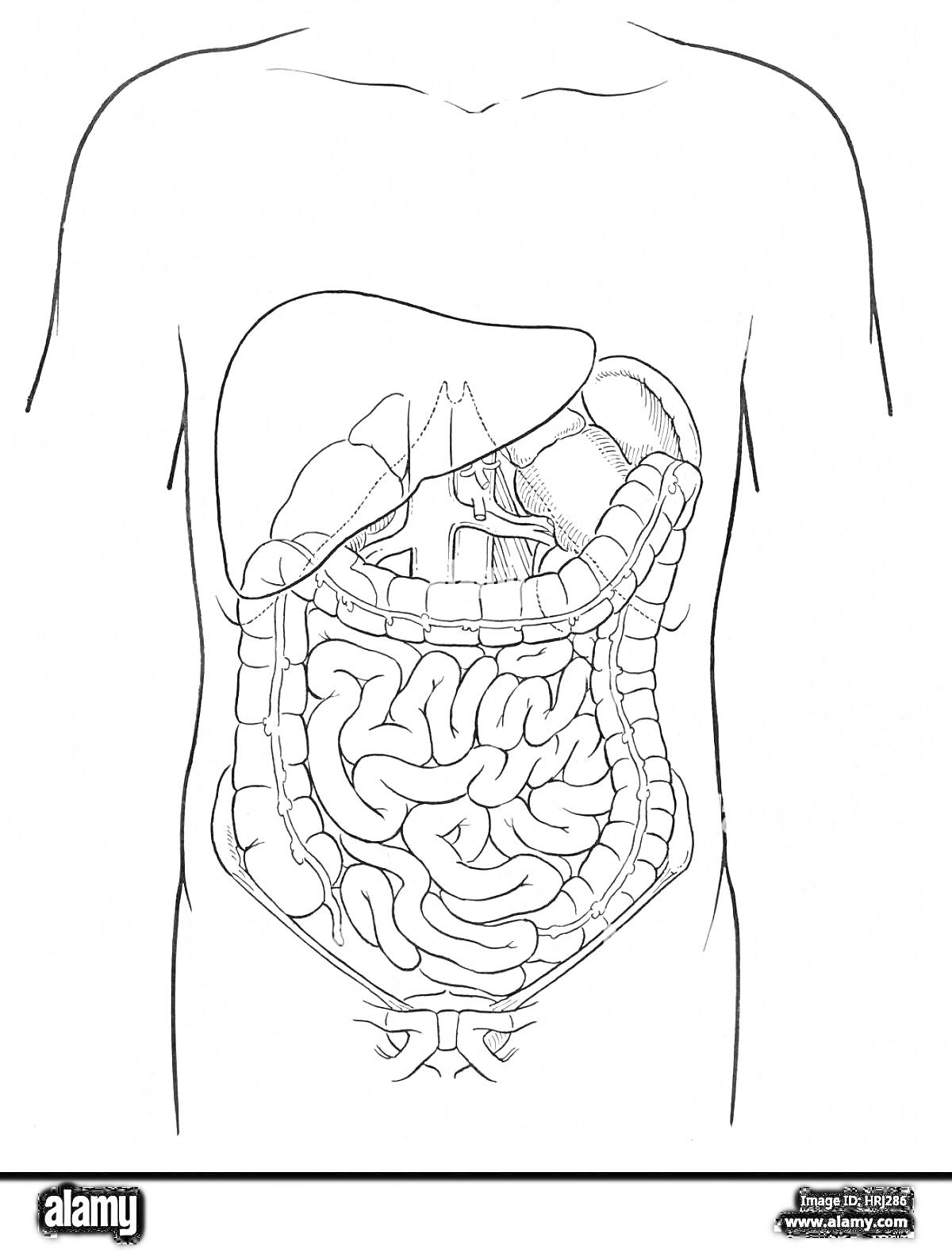 На раскраске изображено: Кишечник, Печень, Желудок, Анатомия, Органы, Медицинская иллюстрация, Человек
