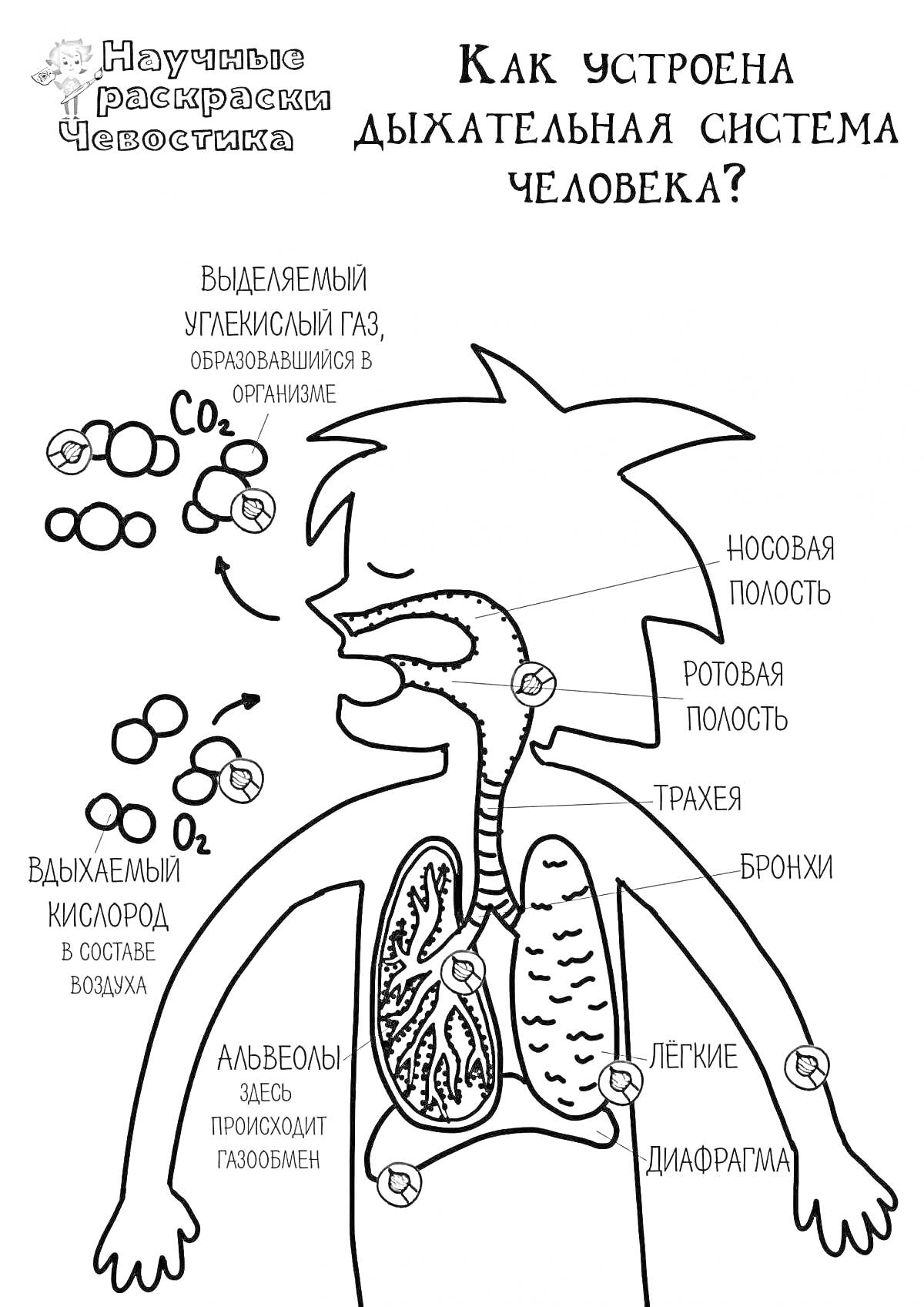 На раскраске изображено: Дыхательная система, Человек, Углекислый газ, Кислород, Ротовая полость, Трахея, Легкие, Бронхи