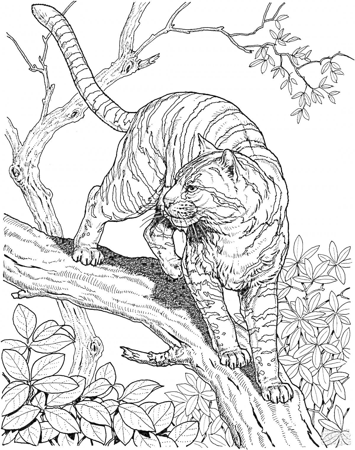 На раскраске изображено: Тигр, Ветка, Листья, Природа, Джунгли, Растительность, Деревья, Животные, Узоры, Хищники