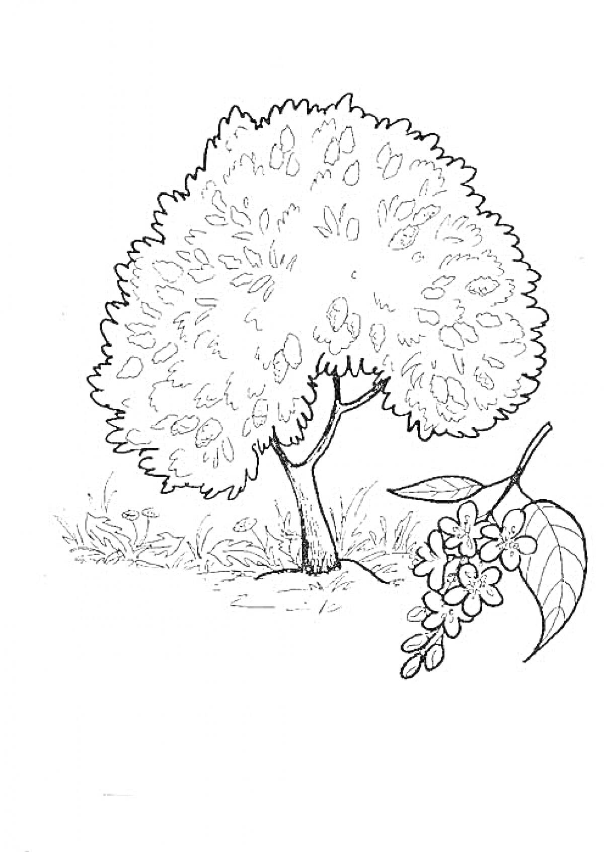 Раскраска Дерево черемухи с цветущей веткой на земле и кустарником на заднем плане