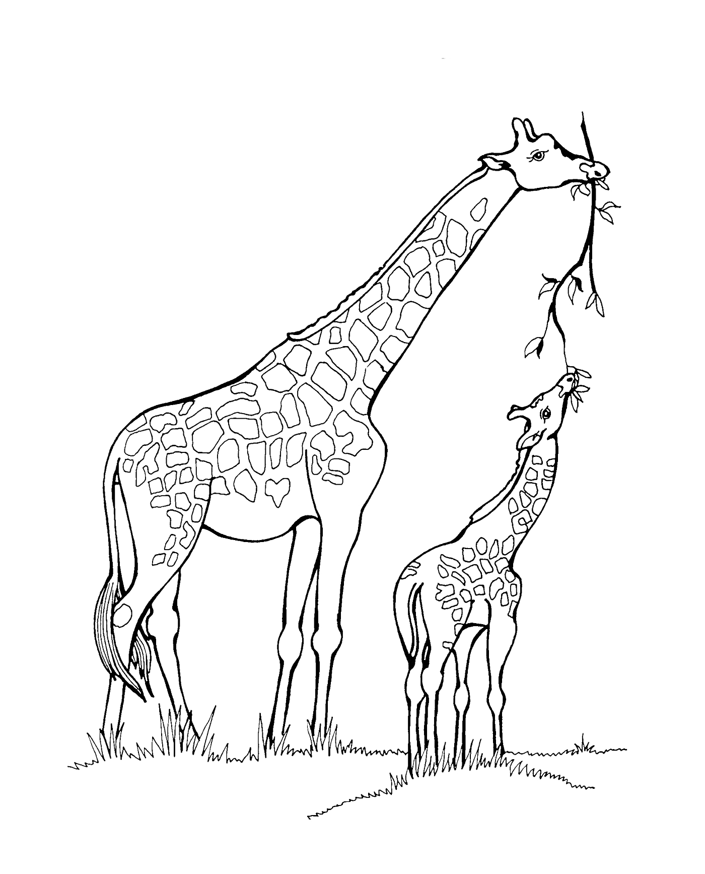 Раскраска Жираф и жирафёнок едят листья с дерева