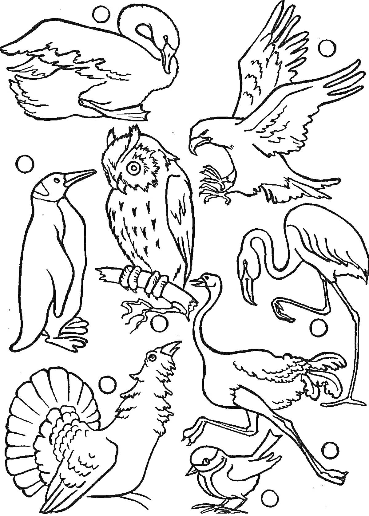Раскраска Раскраска с животными: лебедь, орёл, пингвин, сова, фламинго, индейка, журавль, курица, воробей, круги