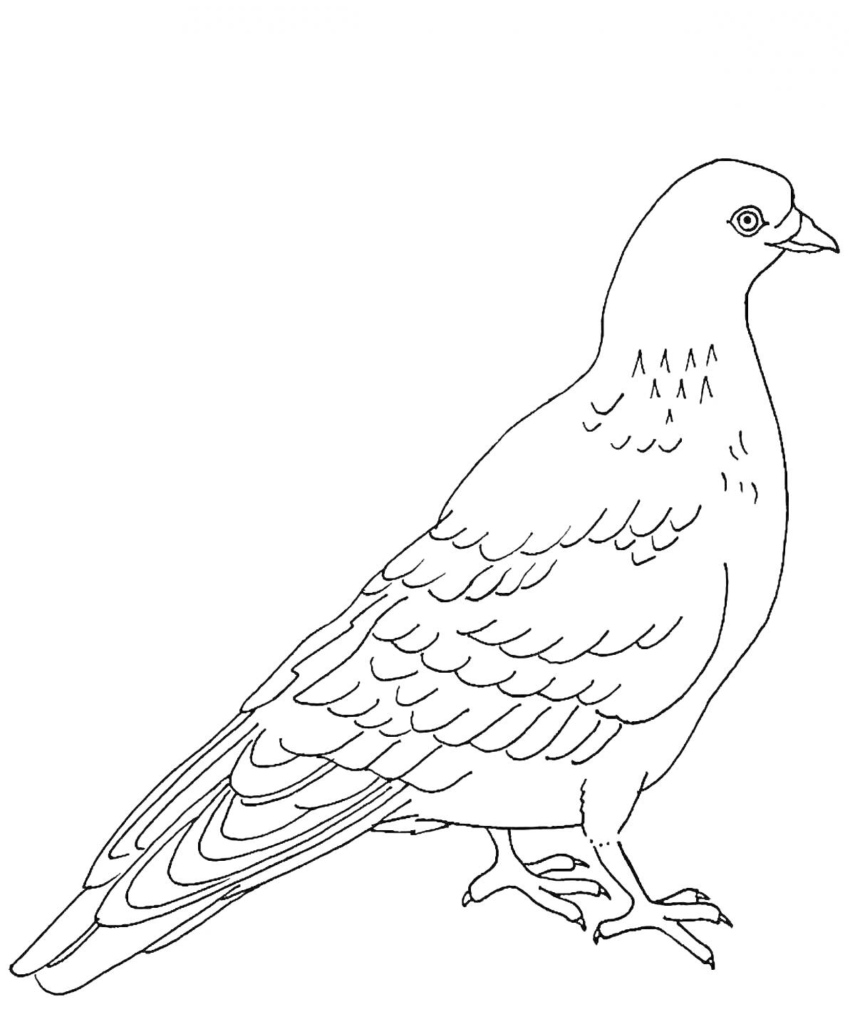 На раскраске изображено: Птица, Крылья, Перья, Клюв, Глаза