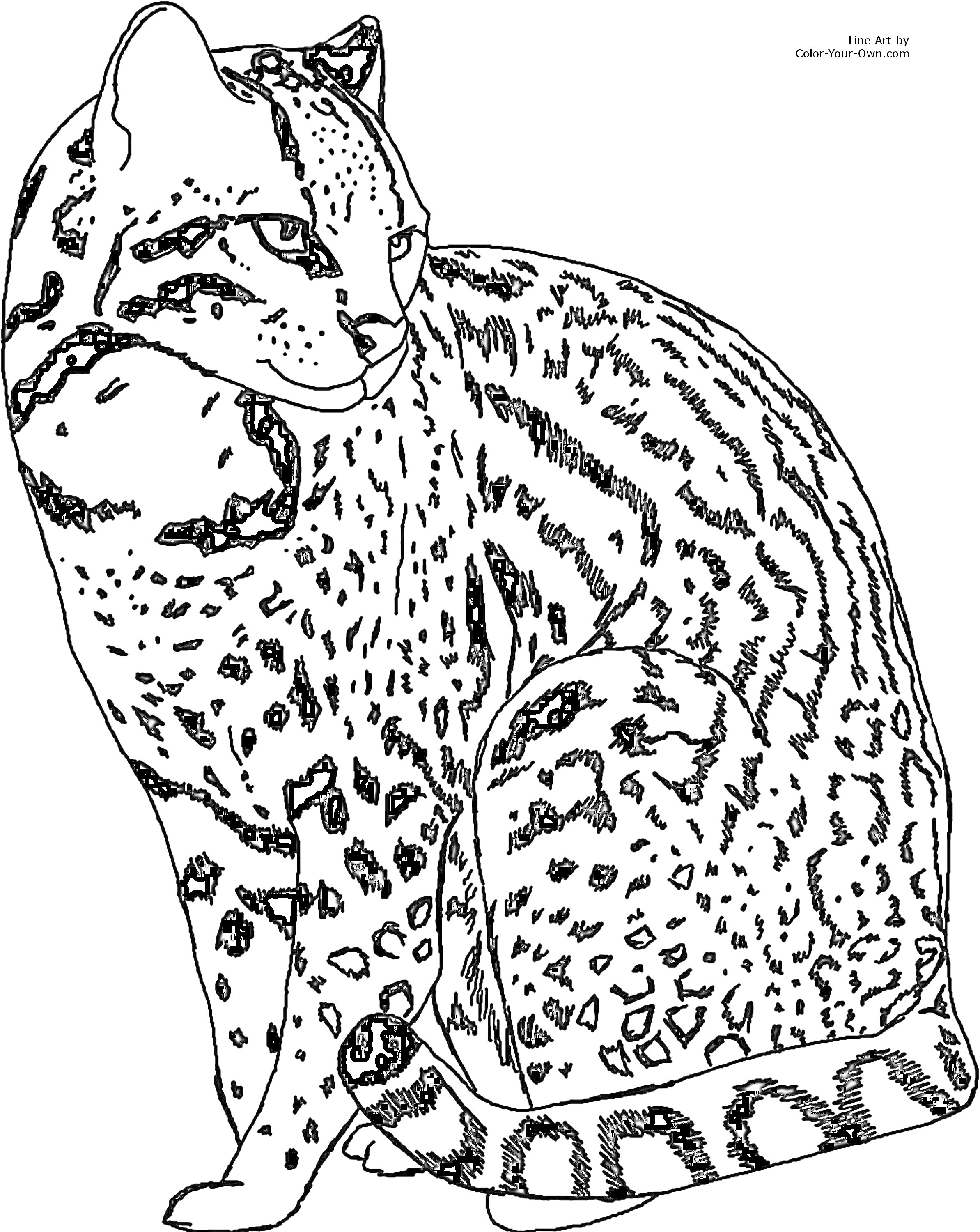 На раскраске изображено: Кот, Леопард, Животные, Дикая кошка, Природа, Пятна, Сидеть