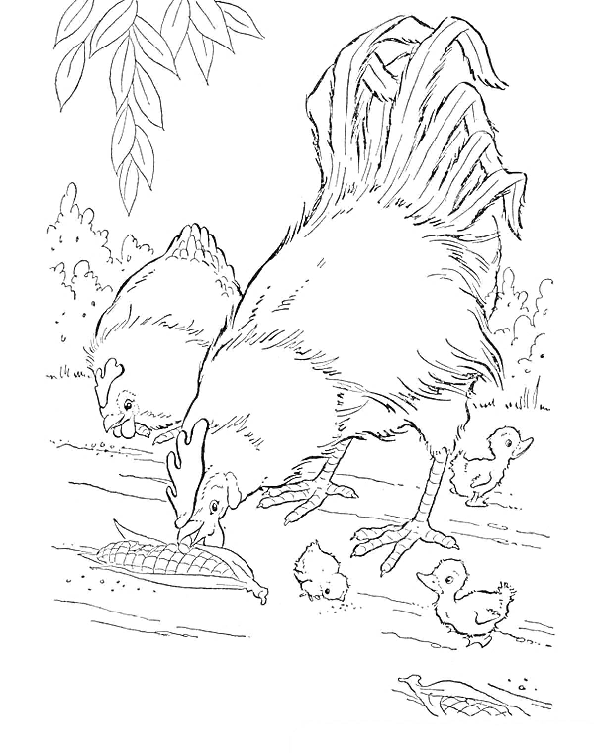 Раскраска Петух, курица и цыплята, клюющие зерно на природе под деревом