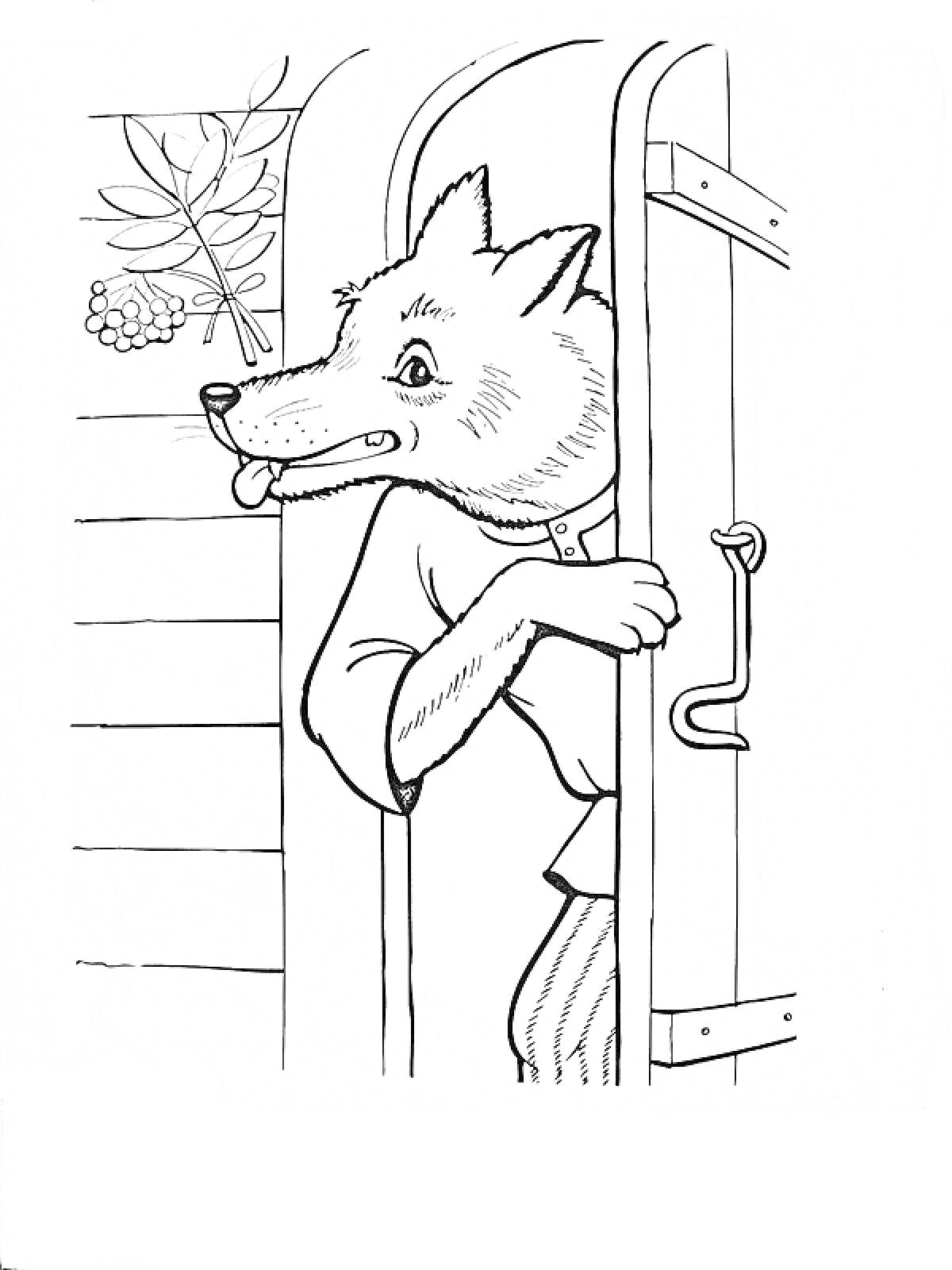 Раскраска Волк выглядывает из дверного проема, на заднем плане ветка с ягодами