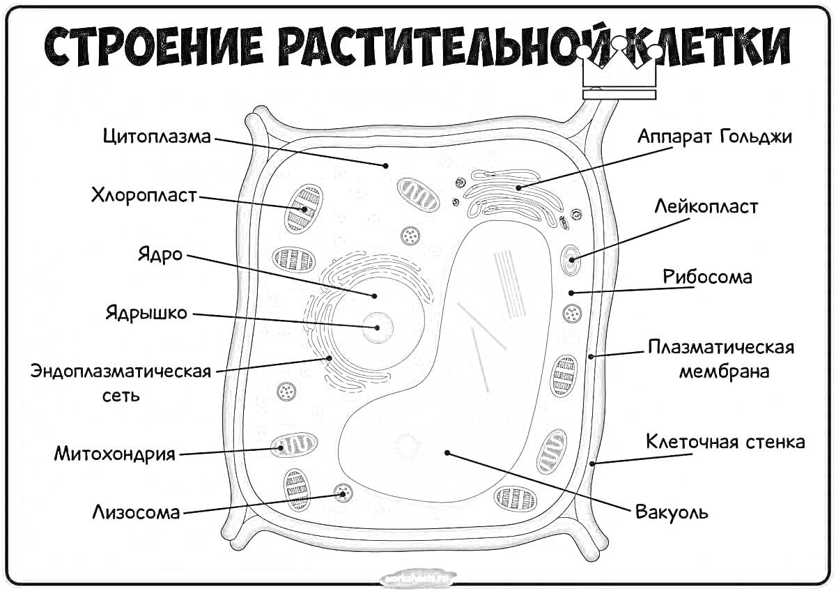 Строение растительной клетки с такими элементами как плазматическая мембрана, клеточная стенка, рибосома, аппарат Гольджи, лейкопласт, вакуоль, хлоропласт, ядро, ядрышко, эндоплазматическая сеть, митохондрия, лизосома.