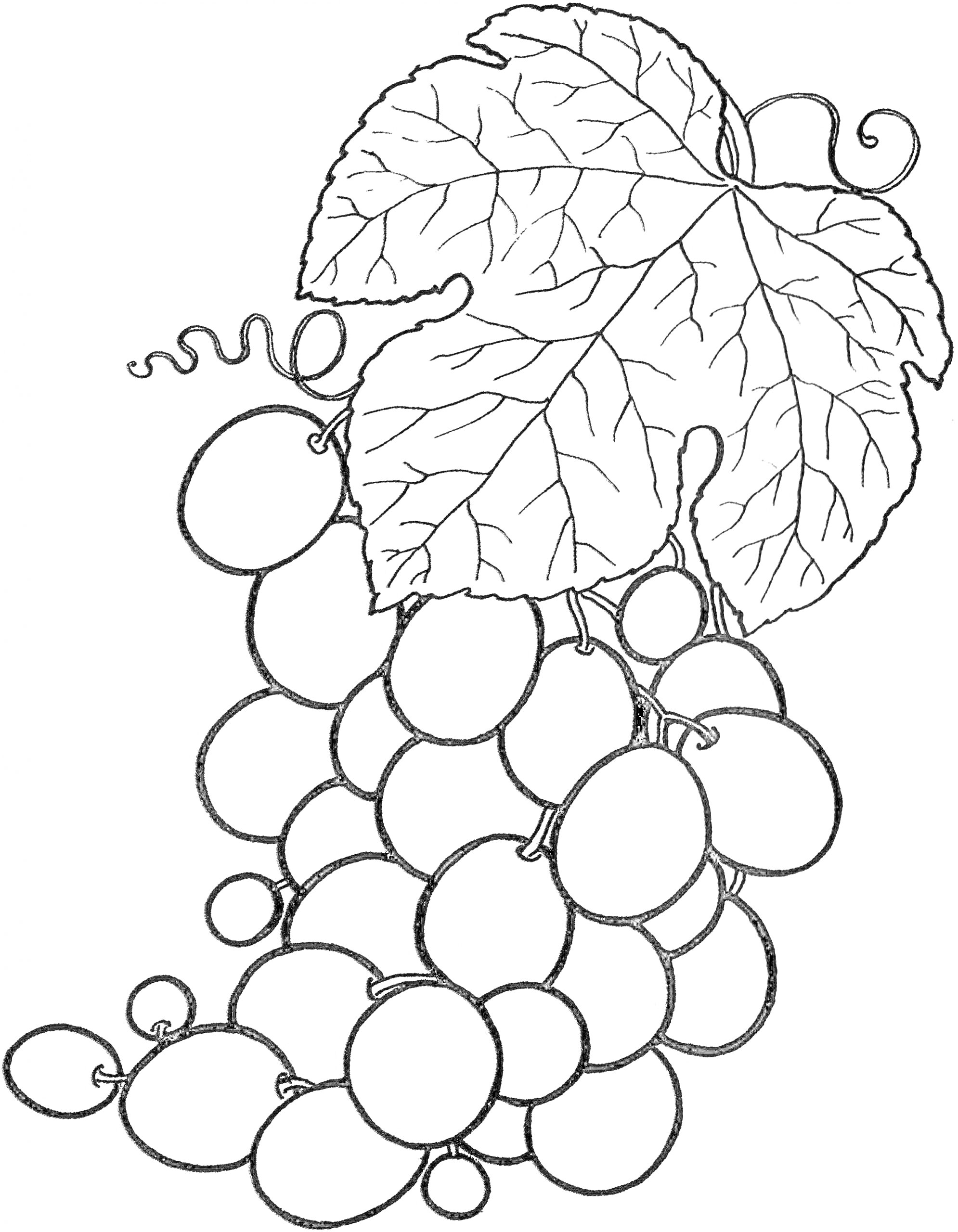 Раскраска Гроздь винограда с листом и усиком