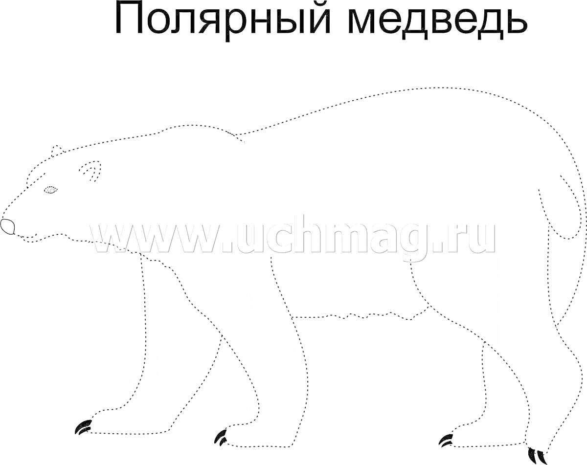 Раскраска Полярный медведь по точкам