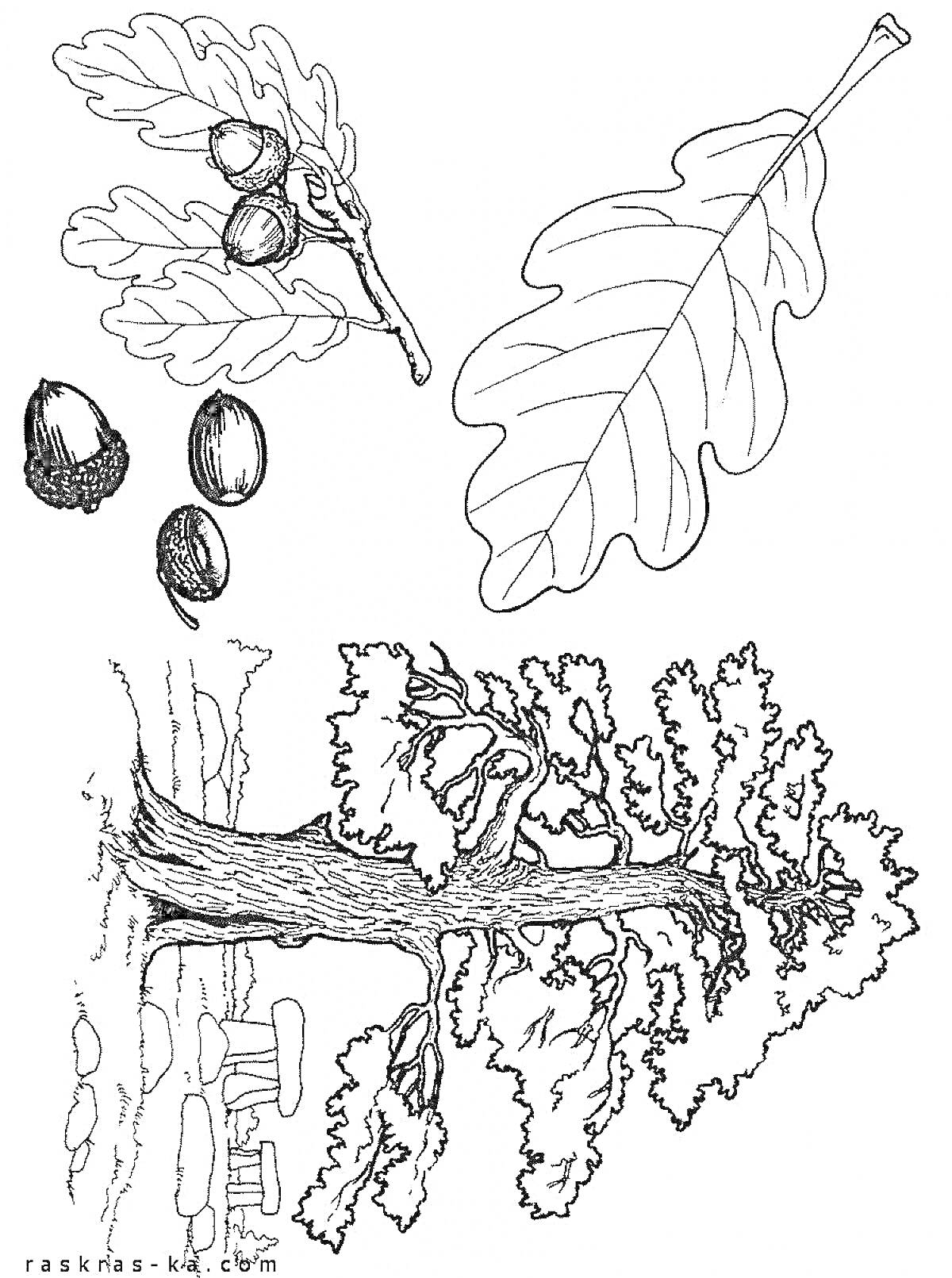 На раскраске изображено: Дуб, Листья, Желуди, Ствол, Природа, Лес