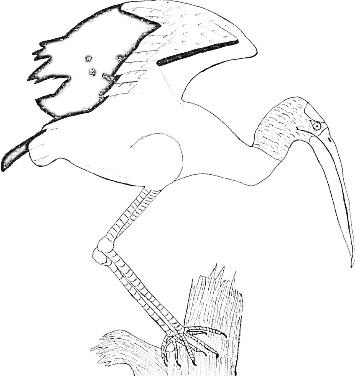 Раскраска Аист, стоящий на пне, готовый взлететь