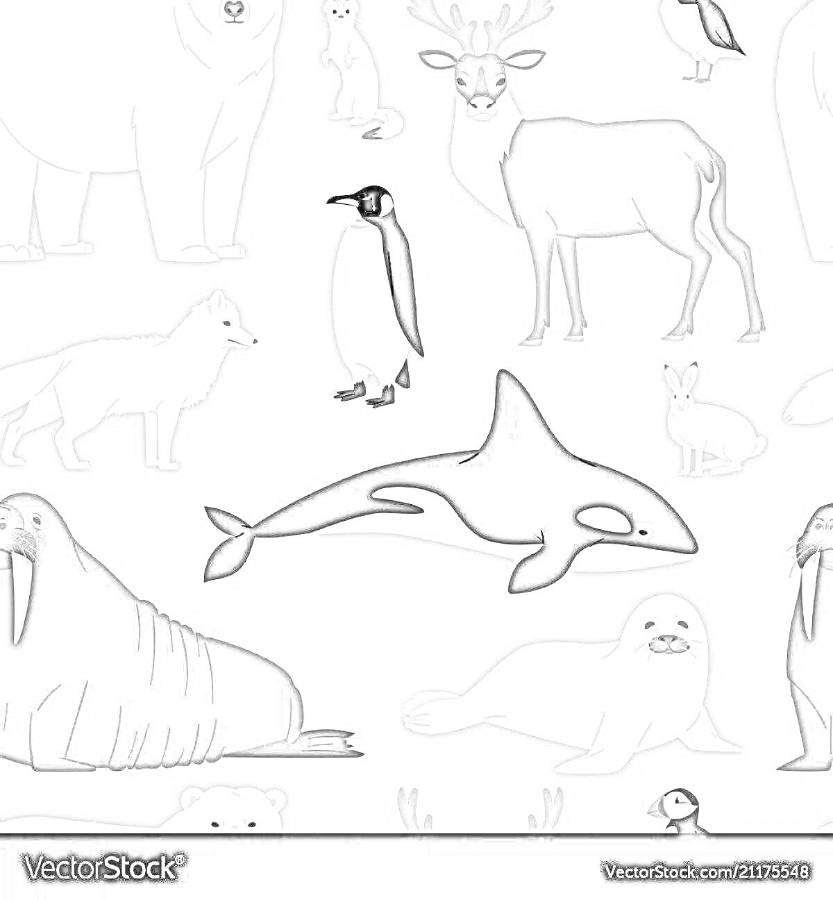 На раскраске изображено: Белый медведь, Тюлень, Нарвал, Северный олень, Заяц, Морж, Песец, Животные, Арктические животные