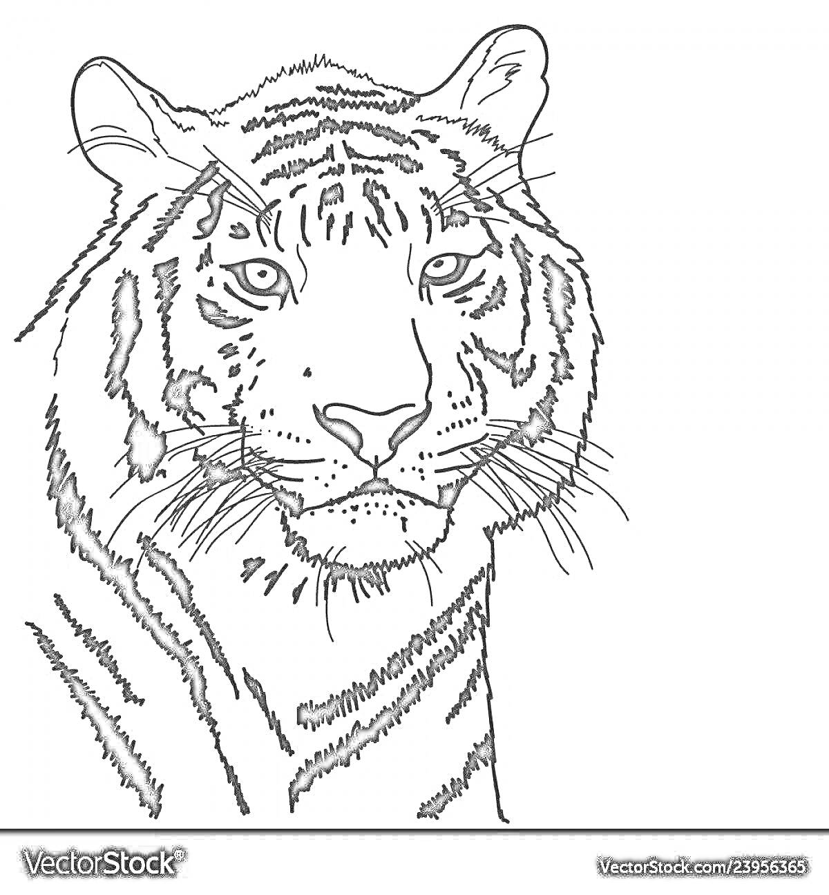 На раскраске изображено: Тигр, Реалистичное изображение