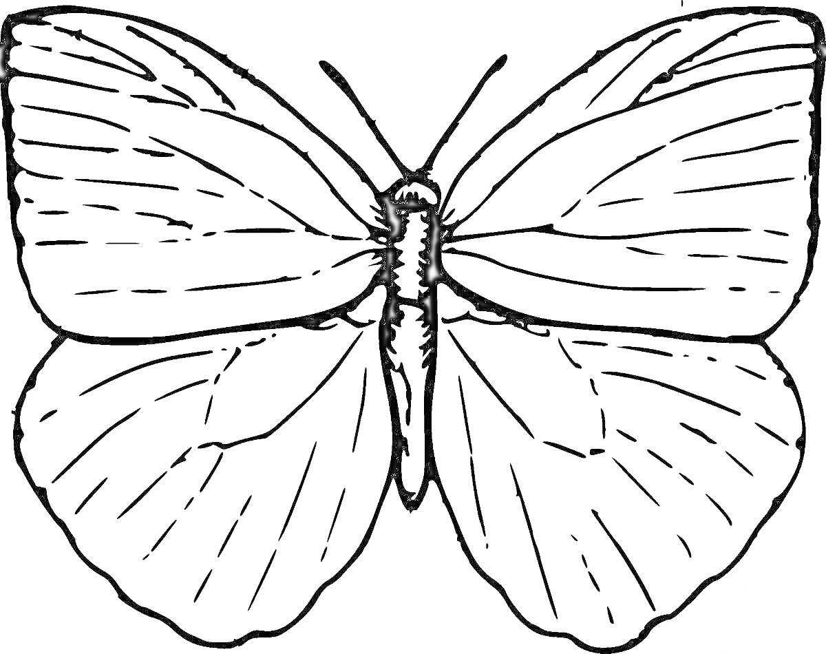 Раскраска Мотылек с раскрытыми крыльями