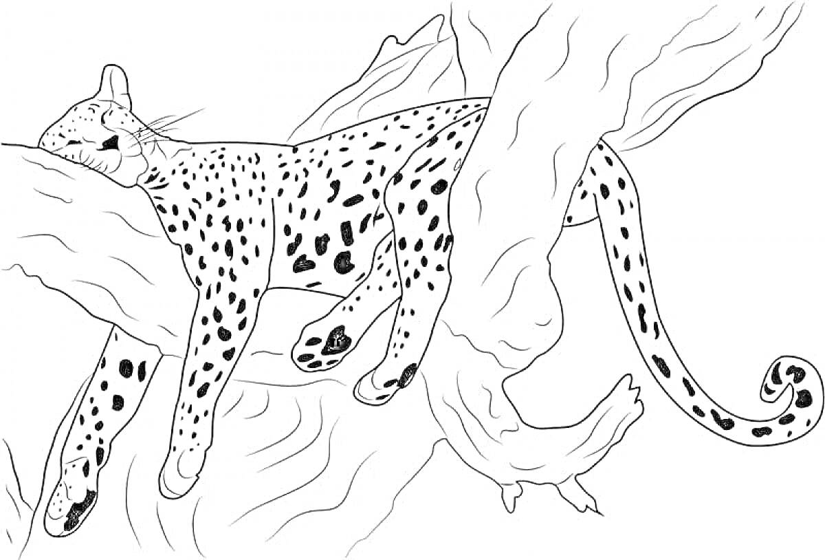 На раскраске изображено: Гепард, Отдых, Природа, Дикие кошки