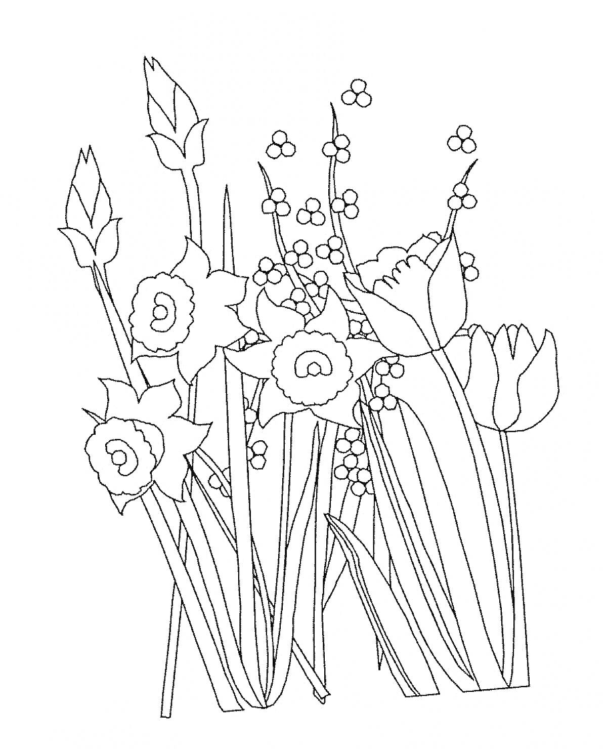 На раскраске изображено: Цветы, Нарциссы, Тюльпаны, Ботаника, Весна, Флора