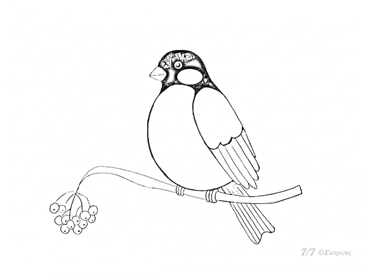 Раскраска Синичка на ветке рябины