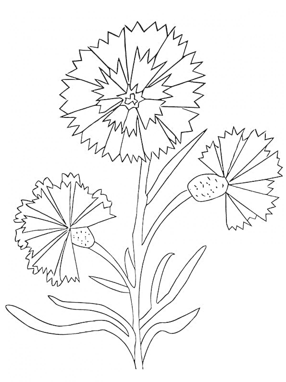 На раскраске изображено: Василёк, Три цветка, Листья, Ветка, Ботаника