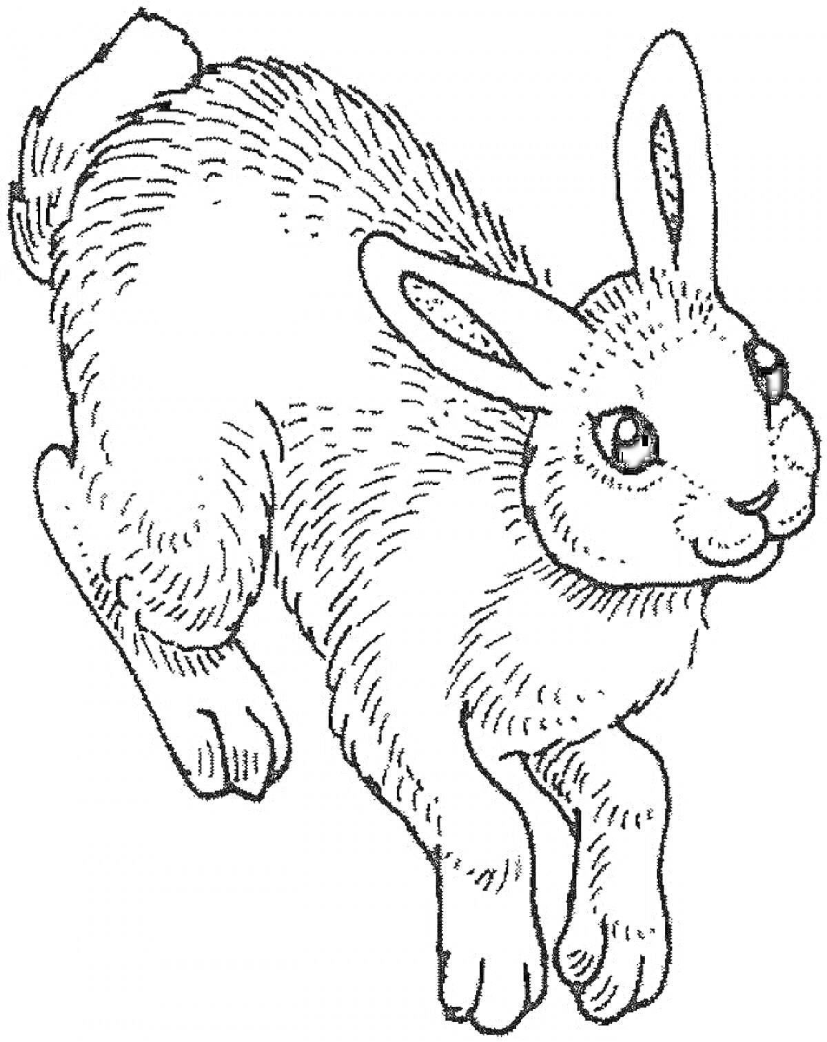 На раскраске изображено: Белый фон, Животные, Кролик, Зайцы