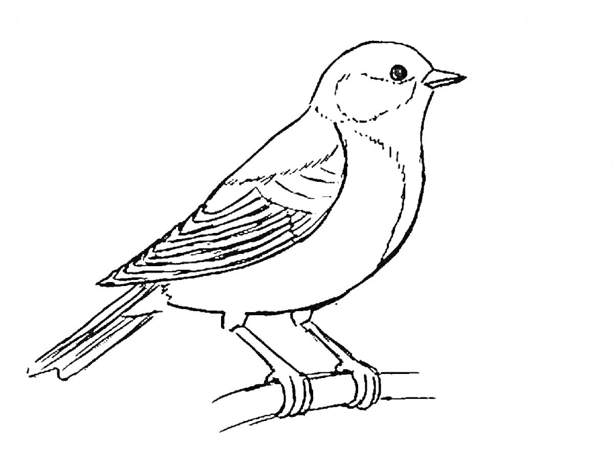 Раскраска Птица, сидящая на ветке