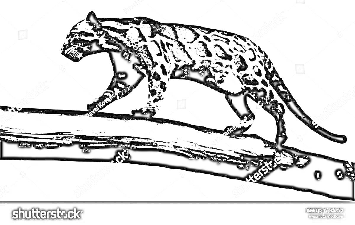Раскраска Дымчатый леопард, идущий по ветке дерева, черно-белая раскраска