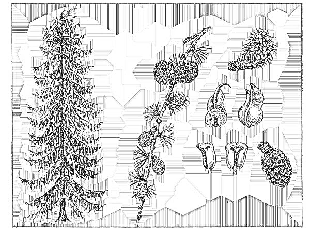 Раскраска Дерево лиственницы с шишками, ветками и семенами