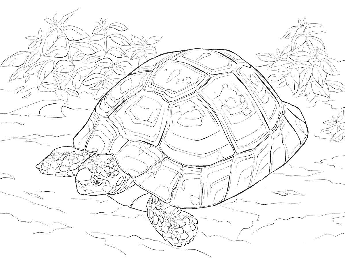 На раскраске изображено: Черепаха, Листья, Природа