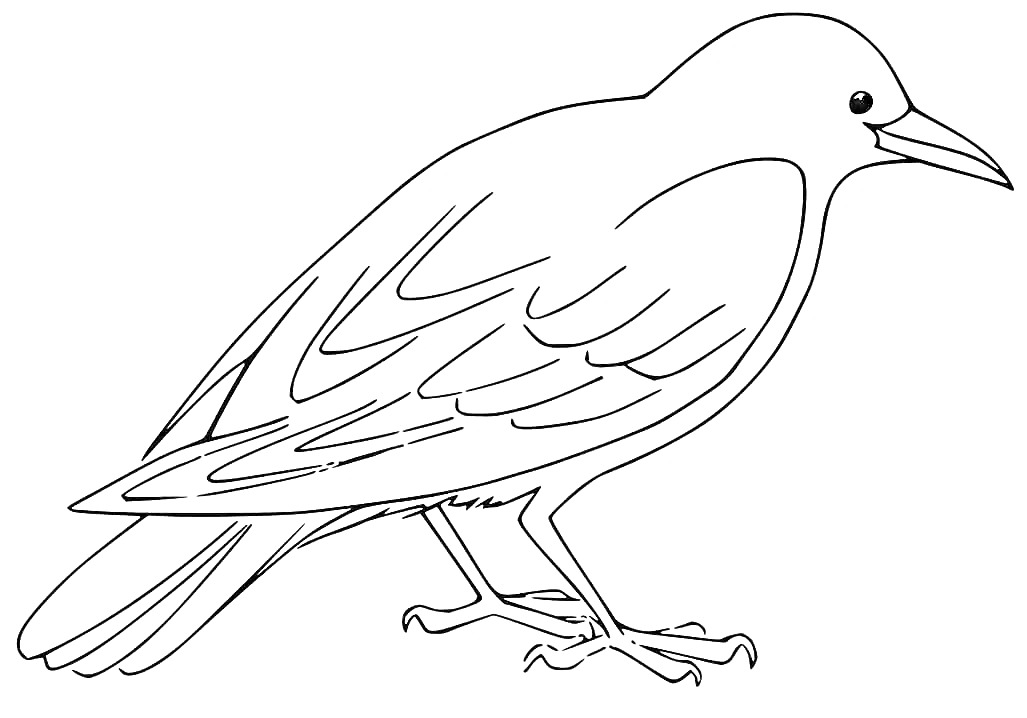 Раскраска Зимующая птица - Ворон (контур рисунка)