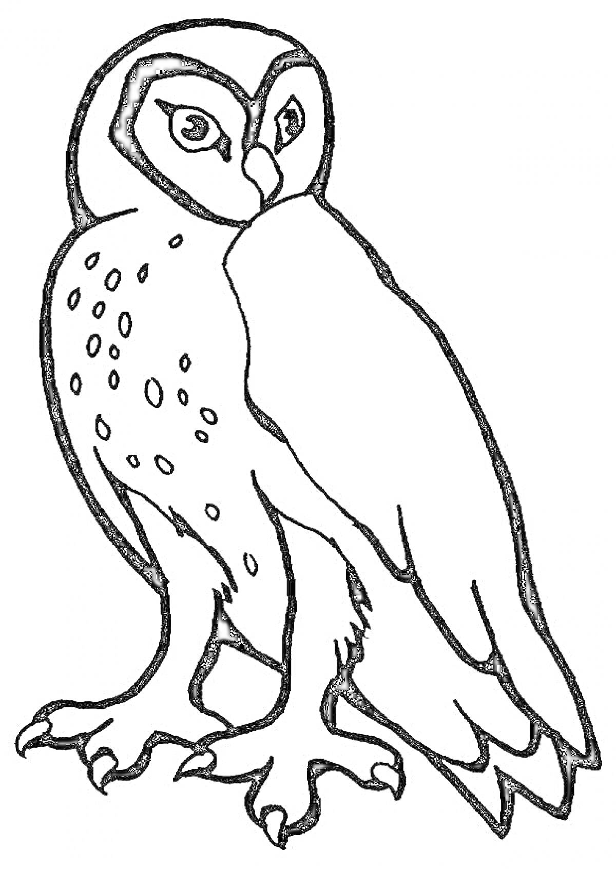 Раскраска Полярная сова с узором на крыльях и когтистыми лапами