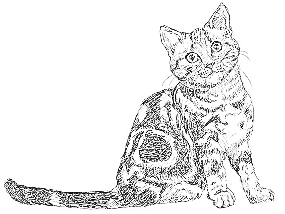 Раскраска Кот с полосатым окрасом сидит, подняв голову