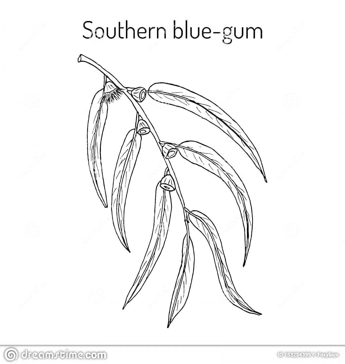 Раскраска Southern blue-gum с веткой эвкалипта, листья и цветочные бутоны