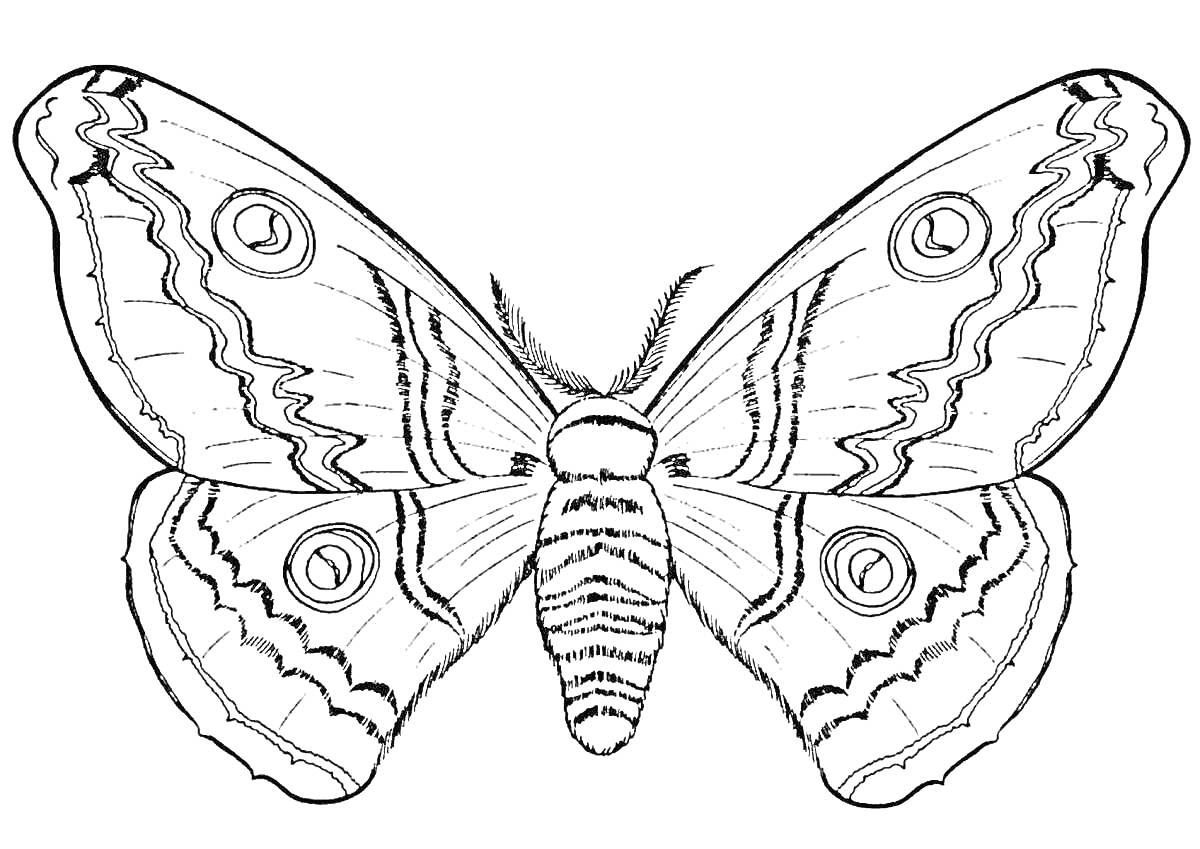 На раскраске изображено: Бабочка, Узоры, Насекомое, Крылья, Природа, Контурные рисунки